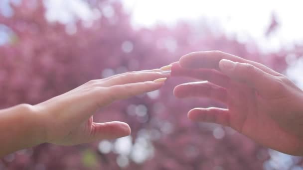 Cerca de la mujer y el hombre tocan la mano sobre un fondo de flor de sakura rosa. — Vídeo de stock