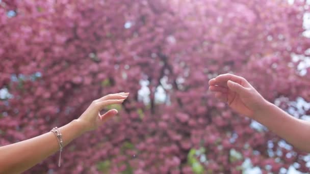 Kadın ve erkek el teması pembe sakura çiçeğinin arka planına. — Stok video