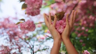 Sakura çiçeğini tutan bir kadının eli. Güzel kadın elleri.