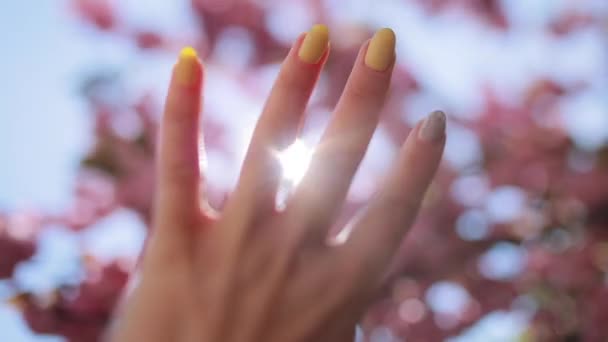 The sun shines through a womans hand as she holds it among the pink sakura flowers in the park. — Stockvideo