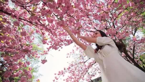 Attraktiv ung kvinna beundrar blommorna av rosa sakura på trädet — Stockvideo