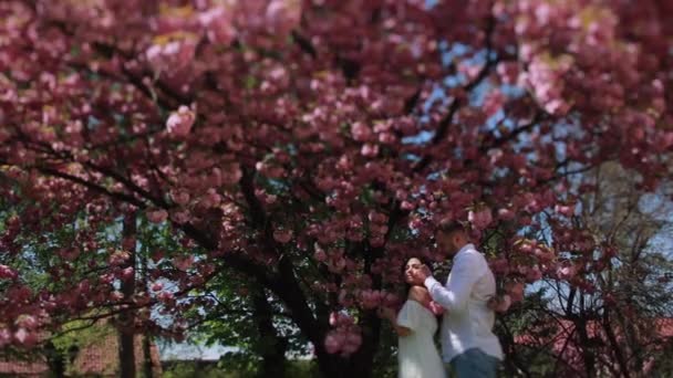 Par förälskade står nära en stor blommande rosa sakura träd och känna sig lycklig. — Stockvideo