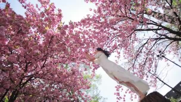 Attraktiv brunett i en vit lång klänning med långt hår står nära ett sakura träd med rosa blommor. — Stockvideo