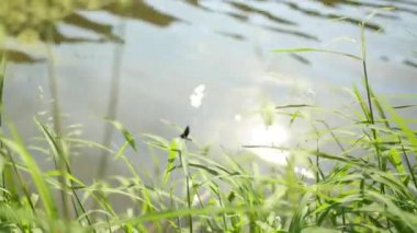 Nehir kenarındaki yeşil bir dalda siyah yusufçuk, yakın plan. Yusufçuk böceği yeşil ağaçlarda saklanıyor. Yusufçuk yaz mevsiminde güneş ışığında dinleniyor. Vahşi doğa. 4K.