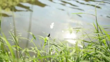 Nehir kenarındaki yeşil bir dalda siyah yusufçuk, yakın plan. Yusufçuk böceği yeşil ağaçlarda saklanıyor. Yusufçuk yaz mevsiminde güneş ışığında dinleniyor. Vahşi doğa. 4K.