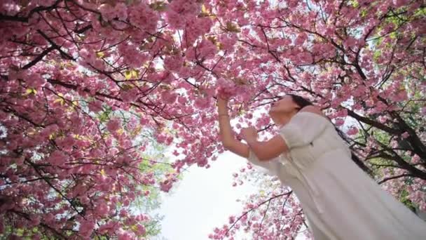 Attraktiv ung brunett kvinna med långt hår beundrar och berör rosa sakura blommor på ett träd — Stockvideo