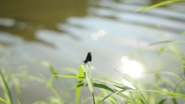 Yavaş çekim güzel sarı yusufçuk kuşu güzel bir sabah güneşinde ağaçta yakalıyor. Yusufçuk, iki çift güçlü şeffaf kanatlı yamayı çok yönlü büyük gözlerle karakterize eder..