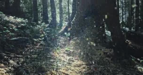 Fa esik le a lassú mozgás az erdőben vadonban. — Stock videók
