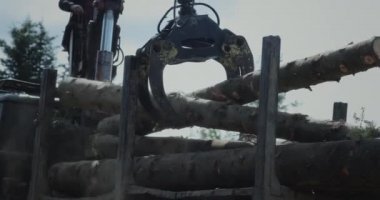 Traktörün ele geçirilmesi ağaçların gövdelerini alır ve onları arabanın dışına yığar. Ahşap üretimi için odun kesiyorum. Endüstriyel bir makineden. Odunculukta odun döşemek.