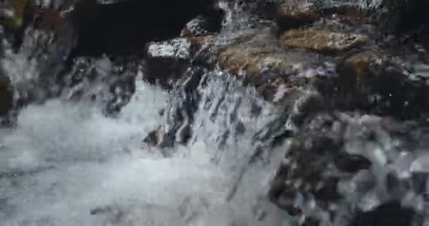Piccolo fiume di montagna con acqua cristallina. L'acqua scorre sulle pietre ricoperte di muschio nella foresta verde. Il sole del mattino irrompe tra gli alberi. Primo piano di abbondante flusso di acqua che cade vicino — Video Stock