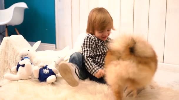 可愛いです笑顔の男の子幼児あります笑っていると少しspitzと一緒に遊んで床の上に. — ストック動画