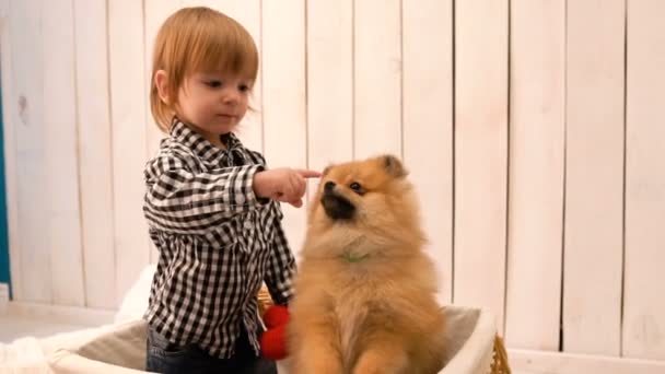 Cute little boy toddler is stroking the fluffy spitz and touching his nose while sitting in the basket. — Stock Video