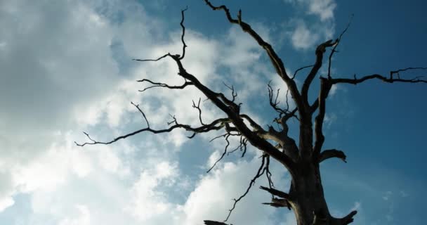 Osamocený mrtvý strom na izolovaném pozadí oblohy. Suchý starý strom na pozadí modré oblohy a bílé mraky. — Stock video