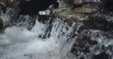 Kristal berrak suyu olan küçük bir dağ nehri. Su yeşil ormanda yosun ile kaplanmış taşların üzerinden akar. Sabah güneşi ağaçların arasından doğuyor. Yakından akan bol su akıntısını kapat