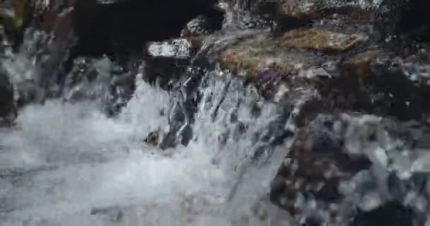 透明な水で小さな山の川 緑の森の苔で覆われた石の上を水が流れている 朝の太陽が木を破る 豊富な水の流れの近くに落ちる — ストック動画