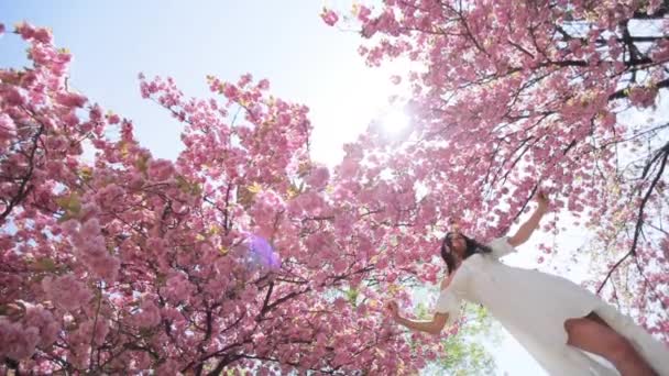 Silhuett Attraktiv Ung Kvinna Som Står Rosa Sakura Träd Genom — Stockvideo