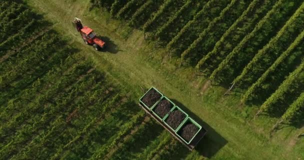 Машины Сбора Винограда Винограднике Вайнсберг Хайльбронне Германия — стоковое видео