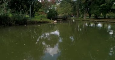 Flying copter over Neckar River with swimming ducks flowing along the beautiful Wertwiesenpark in charming Heilbronn, Germany