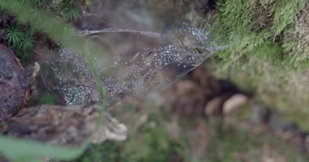 Close View Spider Wed Rain Drops Trees Forest Footage Nature — Stockvideo