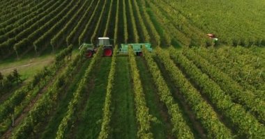 Working people on the vineyard in Weinsberg, Heilbronn district in Germany. Flying copter over beautiful blooming nature