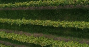 Close-up top view from flying copter over green blooming vineyard in Weinsberg, Heilbronn district in Germany. 4k footage