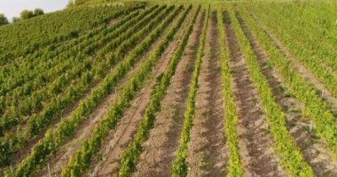 Moving copter over the greeny vineyards in Burgruine Weibertreu in Weinsberg, Heilbronn district in Germany. Close-up view. 4k