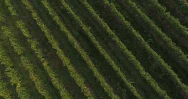 Aerial circling copter flight over green blooming vineyards in Weinsberg, Heilbronn district in Germany. 4k footage