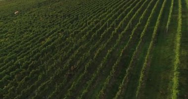 Beautiful nature of Weinberg in Heilbronn district, Germany. Travelling copter over green blooming vineyards with people working at. 4k footage