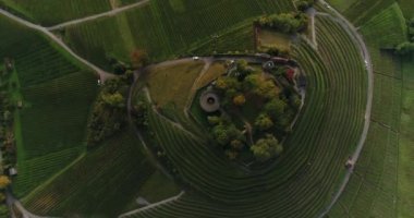 Top view at the blooming vineyard at Burgruine Weibertreu in Weinsberg, Heilbronn district in Germany. Circling copter. 4k footage