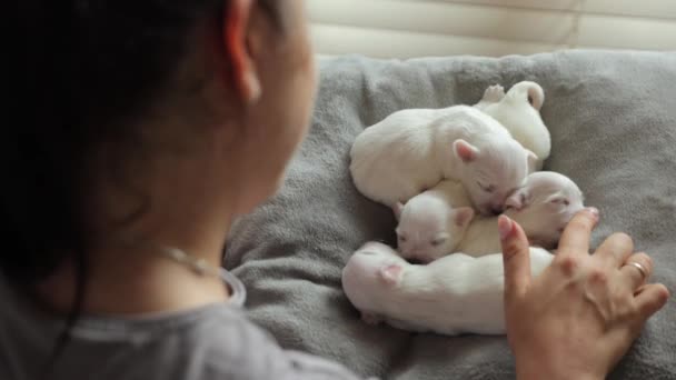 小失明的马耳他小狗睡在枕头上 一个女人用她的手抚摸着小白狗 — 图库视频影像