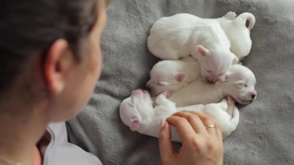 Adorables Chiots Nouveau Nés Dorment Petit Chien Blanc Dormant Sur — Video