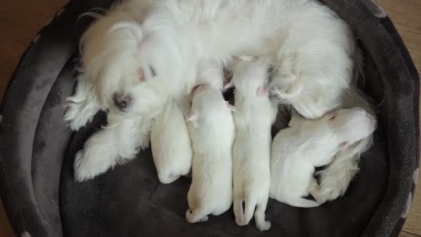 Filhotes Recém Nascidos Brancos Bebem Leite Cão Mãe Filhotes Recém — Vídeo de Stock