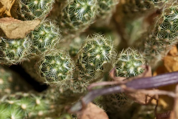 Piccolo cactus — Foto Stock