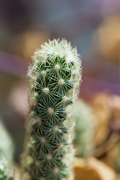 Macro piccolo cactus — Foto Stock