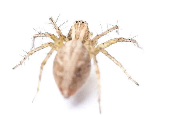 Tiny spider — Stock Photo, Image