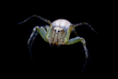 minik örümcek makro