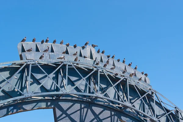 Güvercinler — Stok fotoğraf