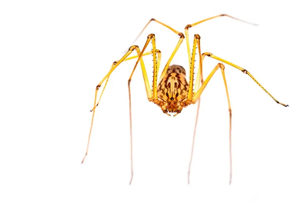 Aranha assustadora — Fotografia de Stock