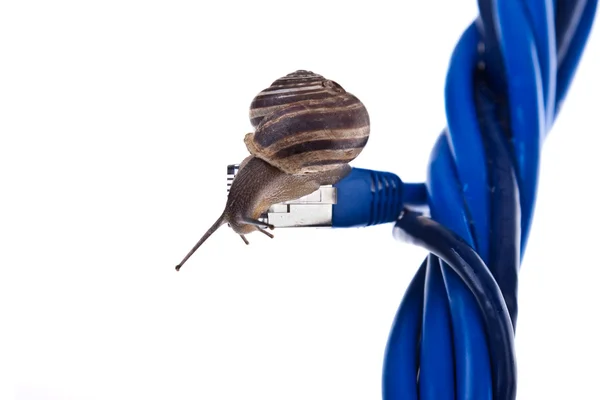 Schnecke auf dem Ethernet-Kabel — Stockfoto