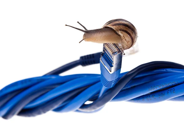 Caracol de Internet — Foto de Stock