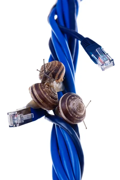 Three snails on blue cables — Stock Photo, Image