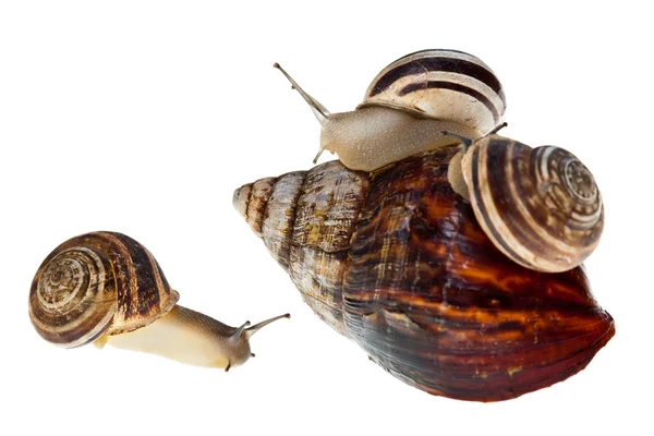 Parenting snail — Stock Photo, Image