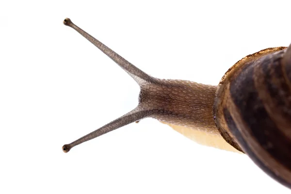 Schnecke von oben — Stockfoto