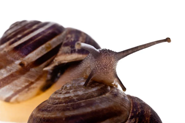 Crawling snails — Stock Photo, Image