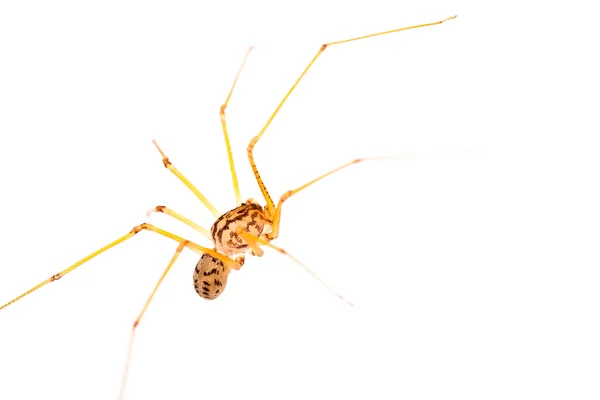 Macro araña de patas largas Imágenes De Stock Sin Royalties Gratis