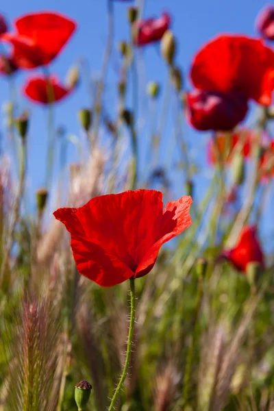 Schöne Mohnblumen — Stockfoto