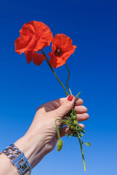 Angebot von Mohn — Stockfoto