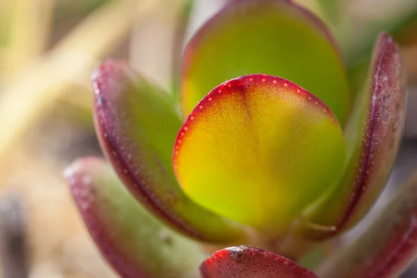 Crassula arborescens — Stock fotografie