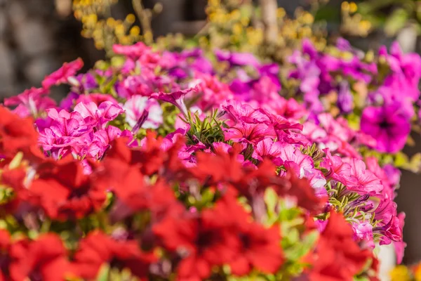 Flores cor de rosa — Fotografia de Stock