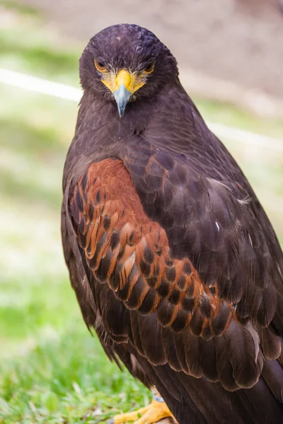 Staring falcon — Stock Photo, Image